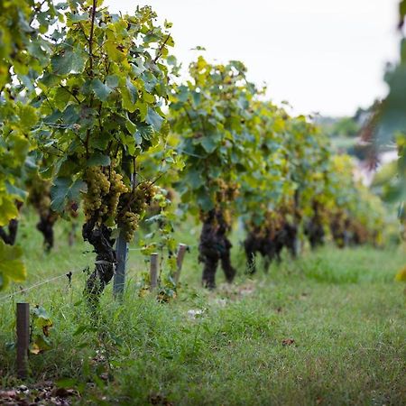 Gite Au Milieu Des Vignes Villa Prignac-et-Marcamps Exterior photo