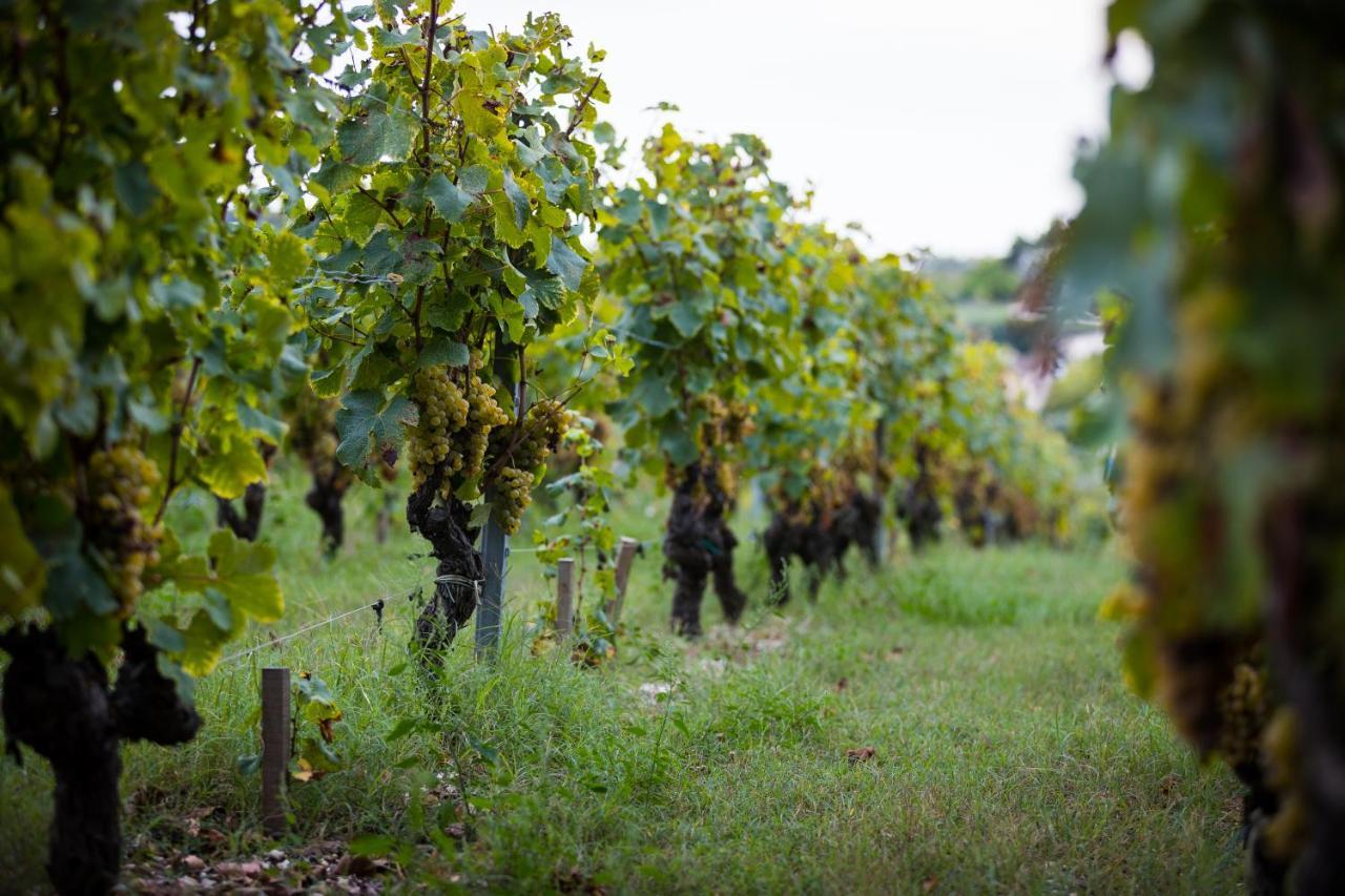 Gite Au Milieu Des Vignes Villa Prignac-et-Marcamps Exterior photo